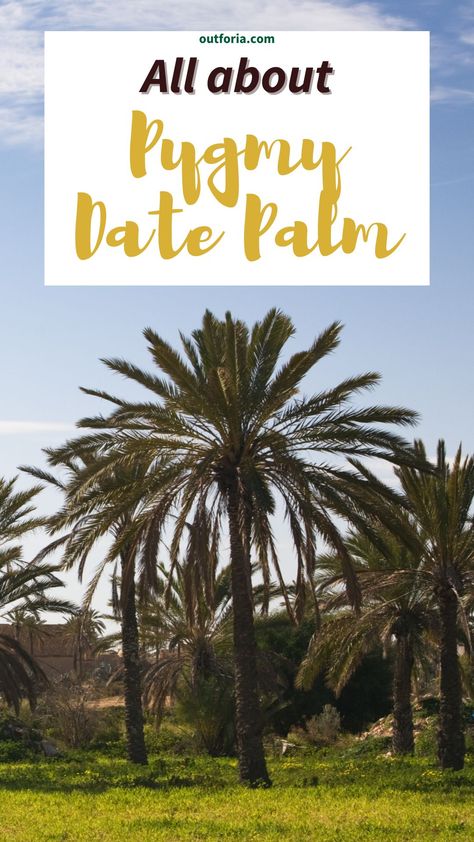 For anyone who’s into houseplants, or plants in general, the Pygmy Date Palm (Phoenix roebelenii) is a classic choice for the home. Though it grows to only 2m (6.5 ft), it’s a true palm, being a member of the Arecaceae palm family. There are roughly 2,600 different types of palm trees! There’s only 17 in the Arecacaea family though. They’re an exclusive bunch! Check Outforia's latest article to learn more. Types Of Palm Trees, Pygmy Date Palm, Phoenix Roebelenii, Date Palms, Building Insulation, Rose Fertilizer, Date Palm, Growing Indoors, Tropical Paradise