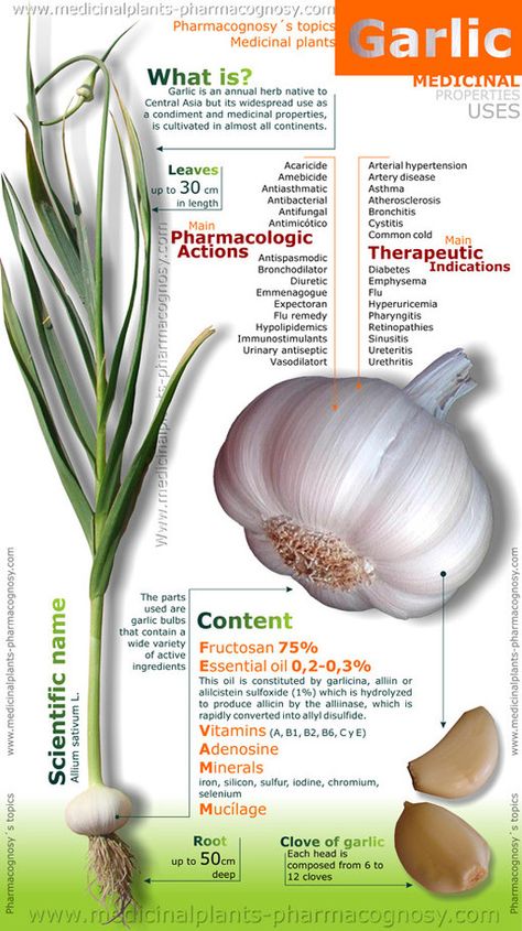 Benefits of Garlic Infographic Garlic Health, Garlic Health Benefits, Garlic Benefits, Healing Food, Healing Herbs, Food Facts, Medicinal Plants, Natural Medicine, Herbal Medicine