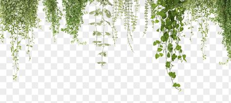 Vines Png, Vines Border, Plant Vines, Border Transparent, Png Border, Plants Hanging, Vine Border, Border Png, Hanging Vines