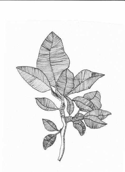 Leaf drawing with fine liner #leaf #natural #drawing #pen Fine Liner Drawings, Illustration Lessons, Sketchbook Development, Hatching Drawing, Natural Drawing, Dotted Art, Hatch Drawing, Crafts Corner, Fineliner Art