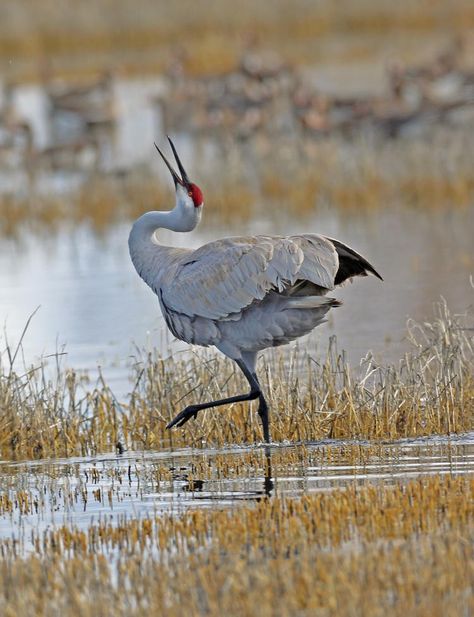 Sandhill Crane, Animal Study, Crane Bird, Herons, Bird Watcher, Big Bird, Sea Birds, Pretty Birds, Bird Photo