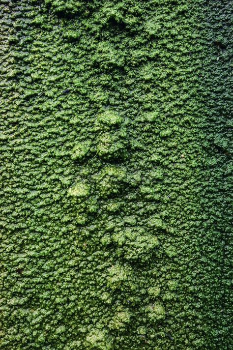 Background image of moist moss in nature royalty free stock photos In Nature, Free Stock Photos, Background Images, Photo Image, Royalty Free Stock Photos, Royalty, Royalty Free, Stock Photos, Sports