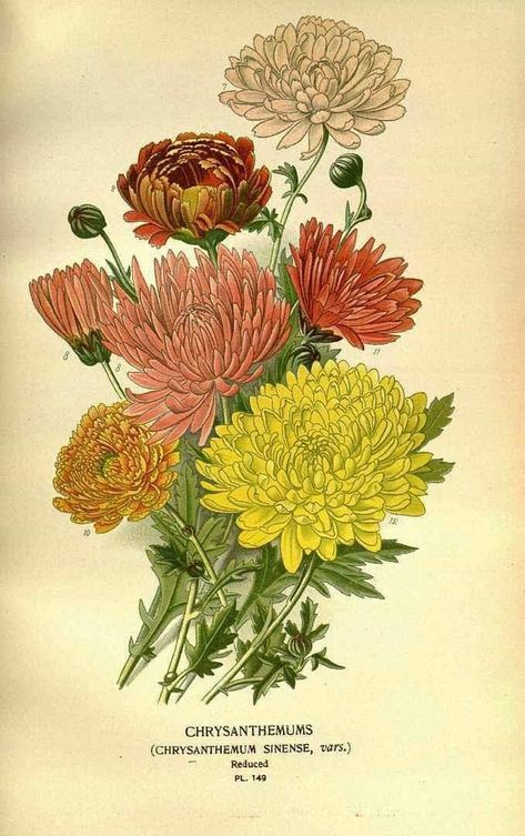 November's Birth flower is the Chrysanthemum. In the #Victorian Language of #Flowers, the symbolism of chrysanthemums varies depending on color. Red symbolizes Love. White can represent Truth or Innocence, and Yellow denotes Unrequited or Slighted Love. Image: Botanical Print from "Favourite Flowers of Garden and Greenhouse, Vol. 2." Published, 1896-1897. Chrysanthemum Drawing, Chrysanthemum Flower Tattoo, Victorian Language, November Flower, November Birth Flower, Yellow Chrysanthemum, Chrysanthemum Tattoo, Indoor Flowering Plants, Flower Sleeve