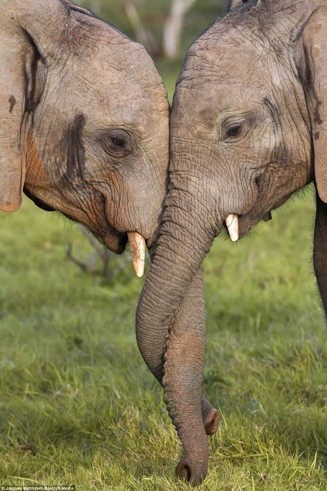 Two Elephants, Elephant Photography, Elephant Pictures, Elephants Photos, Save The Elephants, Elephant Lover, Elephant Love, Game Reserve, African Elephant