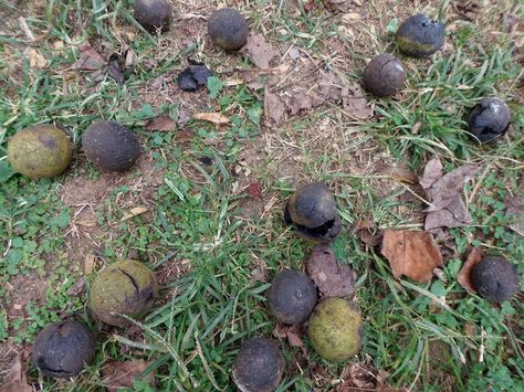 How to Harvest, Husk, Clean, Crack & Store Black Walnuts. Black Walnut Crafts, Walnut Harvesting, Walnut Candy, Stained Hands, Potato Sacks, Nut Trees, Wild Foraging, Black Walnut Tree, Wild Food Foraging