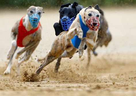 Greyhound racing nears its end in the U.S. | PBS NewsHour Greyhound Racing, Greyhound Rescue, Greyhounds Racing, Animal Activism, Animal References, Different Sports, Happy A, Humane Society, Race Track