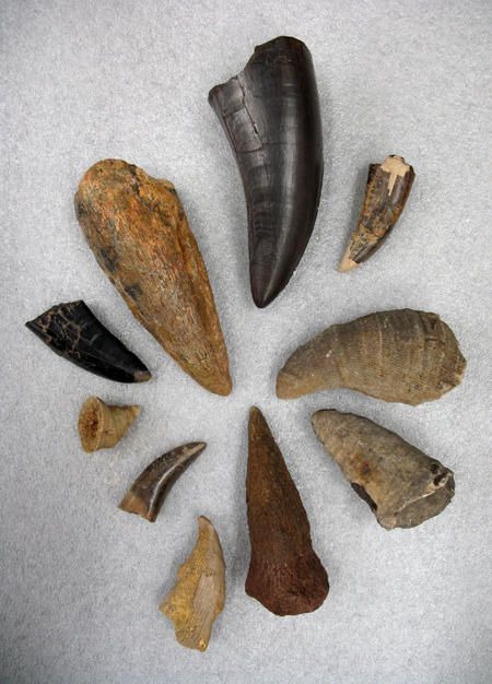 Paleontology: Fossil Identification | AMNH Arrowheads Artifacts, Peace River, Prehistoric Dinosaurs, Fossil Hunting, Fossil Bones, Rocks And Fossils, Fossil Teeth, Dinosaur Eggs, Dinosaur Bones