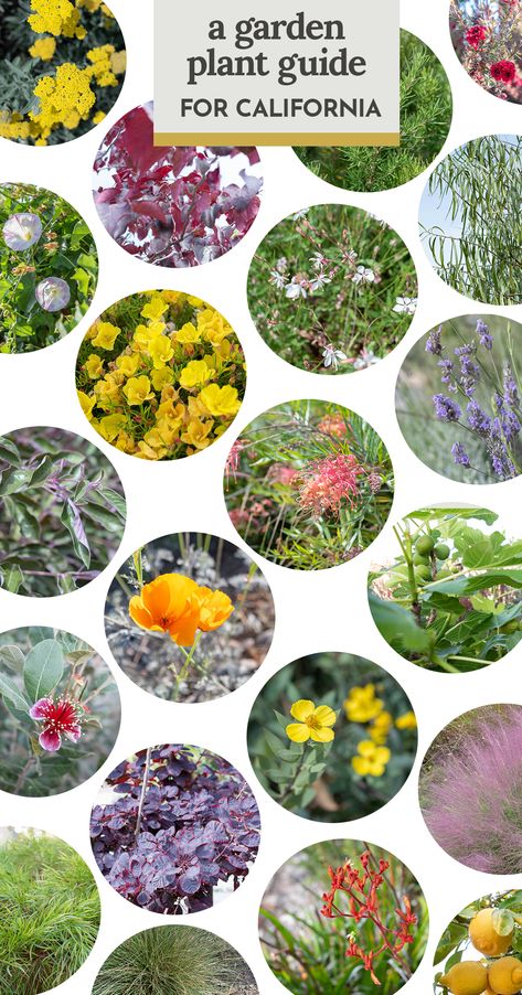 The Plant Guide for our Southern California Low Water Front Yard Garden — The Gold Hive Gardens In Southern California, Native Plant Landscape California, California Native Pollinator Garden, California Native Plants Front Yards, California Native Garden Front Yard, Front Yard Low Water Landscape, Southern California Gardening, California Native Landscape Front Yards, Landscape Ideas Southern California