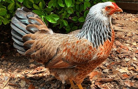 Prairie Bluebell Chicken, Prairie Bluebell Egger Chicken, Blue Eggs Chicken, Blue Chicken Eggs, Araucana Chickens, Ameraucana Chicken, Easter Egger Chicken, Chicken Coloring, Easter Eggers