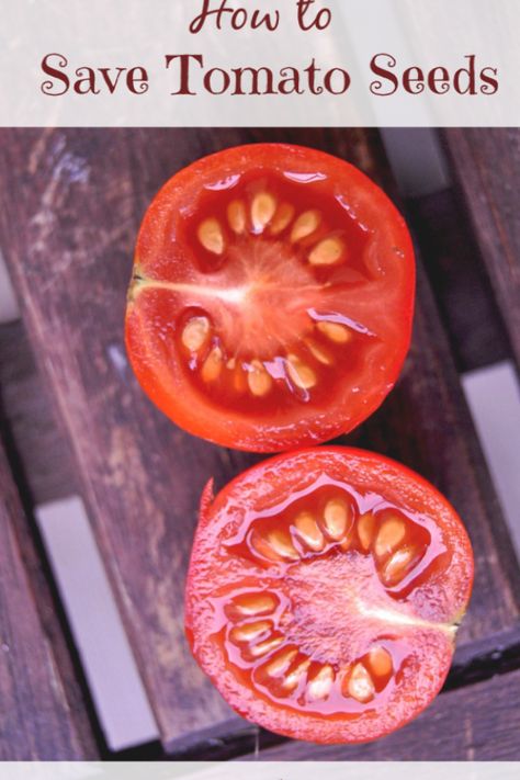 How to save tomato seeds to plant next year. Choosing tomatoes to save, fermenting seeds, drying tomato seeds Saving Tomato Seeds, Aronia Berries, Growing Organic Vegetables, Growing Organic Tomatoes, Tomato Farming, Hydroponic Growing, Growing Tomatoes In Containers, Fall Vegetables, Organic Tomatoes