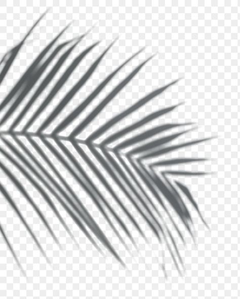 Artsy Beach Pictures, Png Shadow, Palm Tree Shadow, Palm Shadow, Plant Shadow, Leaf Shadow, Palm Tree Png, Tree Shadow, Textiles Patterns