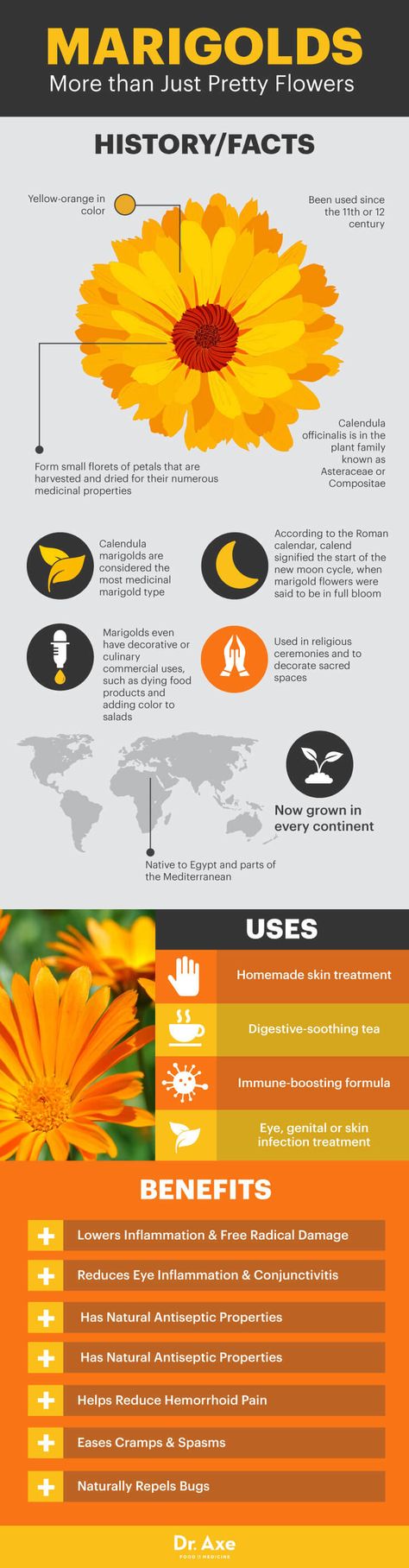 Marigold chart Marigold Tea, Lavender Plants, Stick N Poke, Healing Plants, Tea Benefits, Healing Herbs, Medicinal Herbs, Medicinal Plants, Color Charts