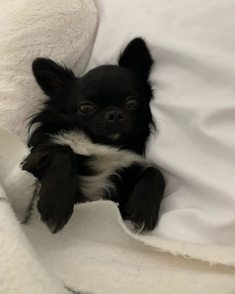 Chichuachua Aesthetic, Chihuahua Puppies Aesthetic, Chihauhau Aesthetic, Cute Chihuahua Aesthetic, Small Dogs Aesthetic, Small Dog Aesthetic, Aesthetic Chihuahua, Chihuahua Aesthetic, Fleur Aesthetic