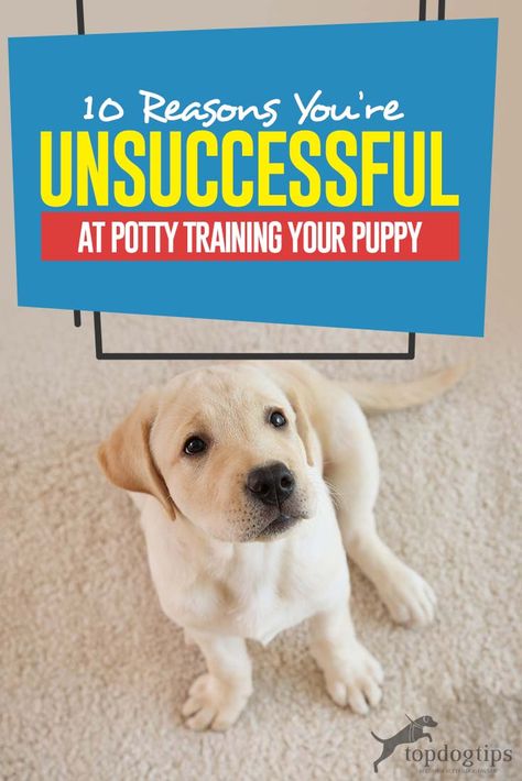 You've recently adopted a dog and it's time for housebreaking. Potty training even the smartest of pooches can be frustrating sometimes. And then even after you've read all the tips and talked to your friends, you find yourself not being able to communicate with your puppy properly and effectively. So what are the reasons you're unsuccessful at potty training puppy time after time? Here are some possible answers. #puppy #puppies #puppytraining #dogs #dogtraining #housebreaking Train A Puppy, How To Potty Train, Puppy Pads Training, House Training Puppies, Dog Minding, Easiest Dogs To Train, Puppy Biting, Potty Train, Potty Training Puppy