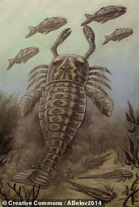 Sea Scorpion, Scary Sea Creatures, Speculative Biology, Scary Dogs, Creeped Out, Prehistoric World, Prehistoric Art, Paleo Art, Extinct Animals