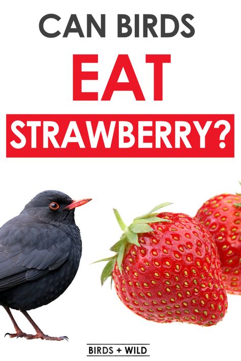 Wild Bird Feeders, Bird Feeding, Backyard Birds, Wild Birds, Bird Feeders, Strawberries, Birds, Canning, Plants