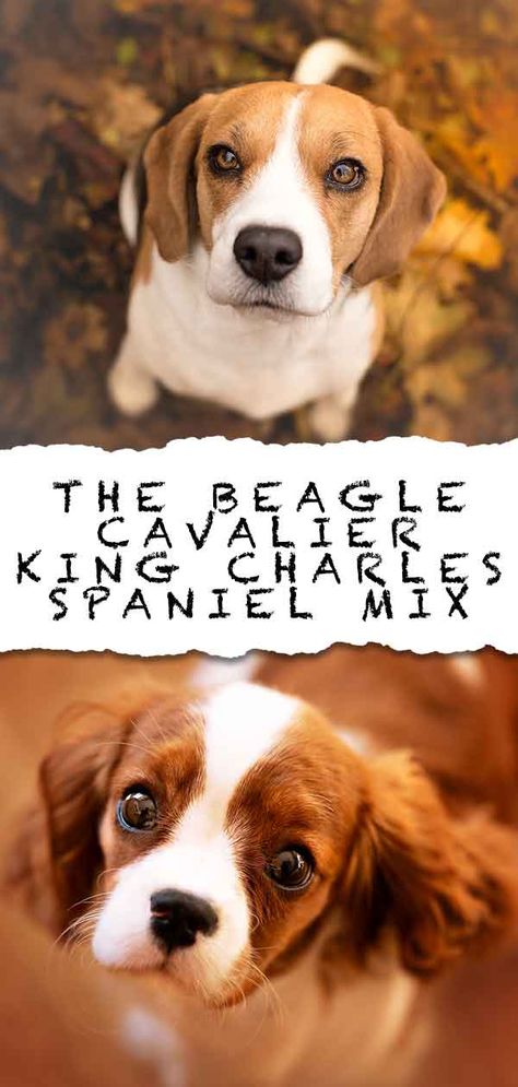 Beaglier Dog - The Cavalier King Charles Spaniel Beagle Mix Breed Beagle Mixed Breeds, Beaglier Dog, Mix Breed Dogs, Beagle Mix Puppies, Beagle Pups, Beagle Breeds, Purple Centerpieces, Pet Things, Cavalier Spaniel