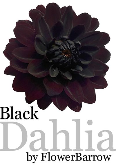 Black Phone Cases, Haunted Wedding, Dahlia Tattoo, Black Plants, Gothic Wedding Invitations, Goth Garden, Gothic Floral, Gothic Garden, Black Dahlia