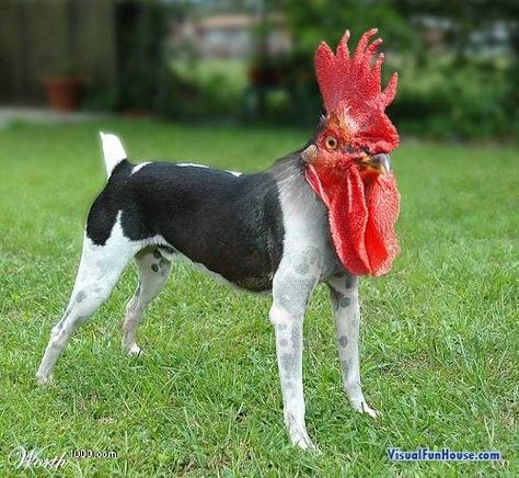 Crazy Animal Hybrids - Lion-A-Roo? Cat-Squirrel? Rooster-Dog? Animal Mashups, Photoshopped Animals, Funny Photoshop, Fake Animals, Unusual Animals, Montage Photo, Haiwan Peliharaan, Weird Pictures, Weird Creatures