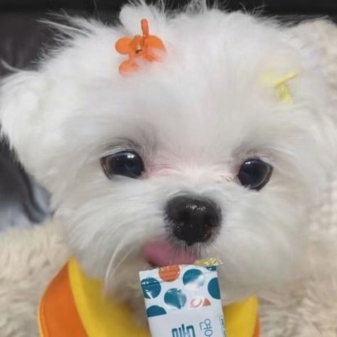 Korean Maltese, Animal Pfps, Wonder Pets, Funny Stick Figures, Maltipoo Puppy, Cute Dog Pictures, Pets 3