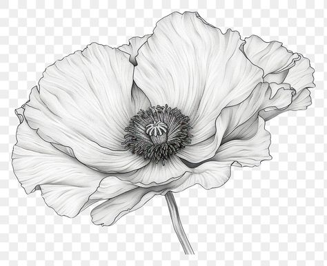 Poppy Flower Tattoo Stencil, Poppy Flower Sketch, Flower Tattoo Simple, Flower Outline Tattoo, Simple Tatto, Poppy Flower Drawing, White Poppy Flower, Floral Sketches, Flower Tattoo Stencils