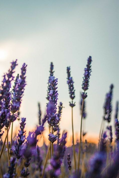 Moustiers Sainte Marie, Cool Pictures For Wallpaper, Lavender Aesthetic, Wallpaper Nature Flowers, Lovely Lavender, Sainte Marie, Beaux Villages, Flower Background Wallpaper, Beautiful Landscape Wallpaper