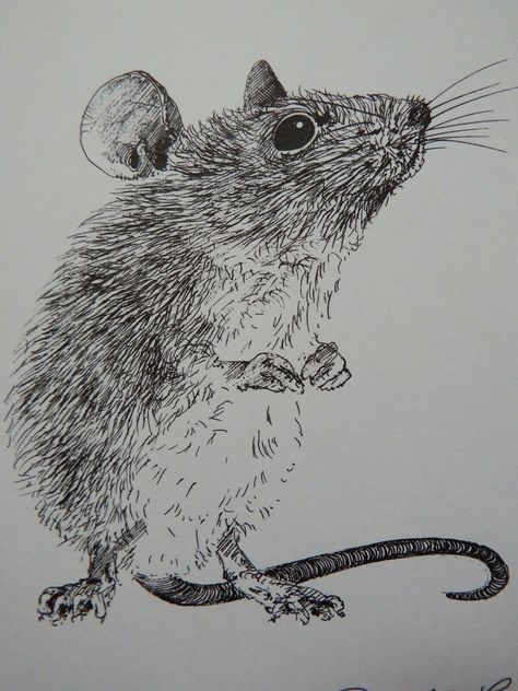 Realistic Mouse Drawing, Marten Drawing, Mouse Running Drawing, Mice Illustration Drawings, Rat Anatomy Illustrations, Rat Illustration Ink, Mouse Art, Mouse Drawing, Felted Mouse