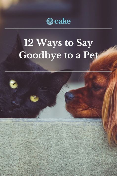 12 ways to say goodbye to a pet Things To Do Before Your Pet Dies, Saying Good Bye To Your Dog, Saying Goodbye To A Pet Cat, Saying Goodbye To My Cat, How To Say Goodbye To Your Dog, Saying Goodbye To A Pet Dogs, Saying Goodbye To Your Dog, Things To Do Before Your Dog Passes, Dogs Last Day Ideas