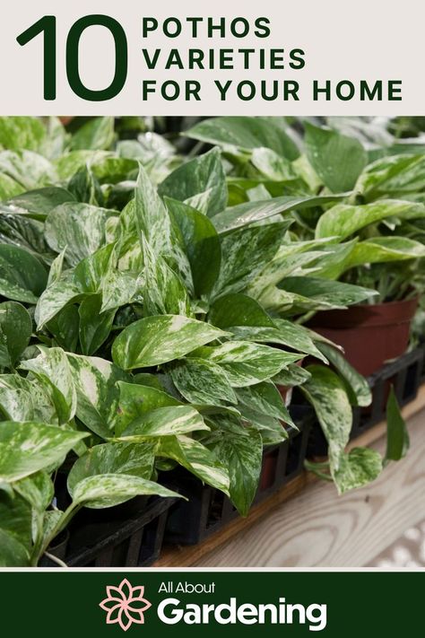 Pictures of Pothos Plants Types Of Pothos Plants, Types Of Pothos, Pathos Plant, Pothos Varieties, Types Of Houseplants, Best Plants, Pothos Plant, Indoor Gardens, Plants Indoor