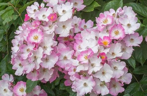 Flowering Hedge, Ballerina Rose, Rose Ballerina, Rose Companion Plants, Hydrangea Arborescens Annabelle, Rose Garden Landscape, Soft Pink Flowers, Garden Uk, Musk Rose