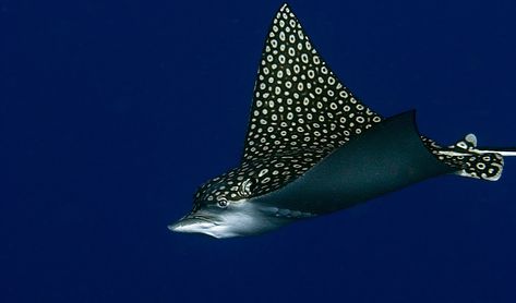 Baby eagle rays are unintentionally hilarious Spotted Ray, Male Attention, Spotted Eagle Ray, Eagle Ray, Swimming Beach, Water Animals, Marine Mammals, Finding Nemo, A Level Art