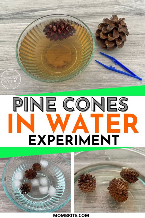 Pine Cone Science Preschool, Tree Science Activities For Preschool, Evergreen Tree Activities For Preschool, Pine Cone Science Experiment, Harvest Science Activities Preschool, Changing Seasons Preschool Activities, Fall Science Experiments For Kindergarten, Pinecone Experiments For Kids, Trees Science Activities Preschool