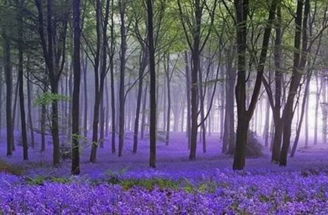 Lavender forest Tall Trees, Alam Yang Indah, Nature Beauty, Beautiful World, Purple Flowers, Mother Nature, Beautiful Photo, Wonders Of The World, Beautiful Pictures