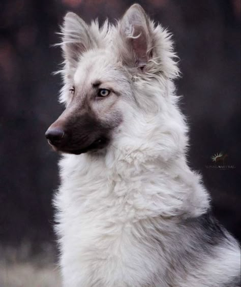 Pet Wolf Aesthetic, Animals With Unique Markings, Pretty Dogs Aesthetic, Dog Refrences Photos, Therian Tattoo Ideas, Animal Pretty Types, Dog Stuff Aesthetic, Wolf Reference Photo, Unique Wolves