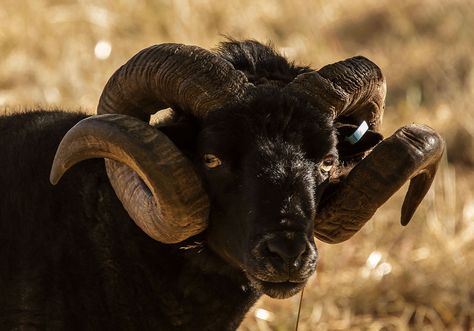 Side eye, curly horns Hebridean Sheep, Sheep With Horns, Primitive Sheep, Goat Logo, Mythological Animals, Goat Horns, Sheep Breeds, Cute Goats, Herding Dogs