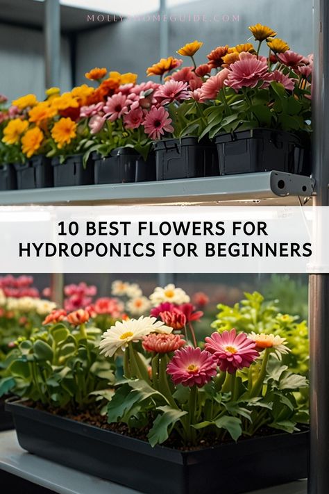 Discover the magic of hydroponic flower growing with our guide on the best flowers for hydroponics. Whether you're a beginner or a seasoned gardener, hydroponic plants offer unique advantages and beautiful blooms. Learn about different types of hydroponic systems to create your own hydroponic heaven at home. From care tips to propagation techniques, delve into the world of hydroponic gardening and watch your flowers thrive in this innovative and efficient method of cultivation. Hydroponics For Beginners, Growing Flowers Indoors, Hydroponic Flowers, Hydroponic Gardening For Beginners, Hydroponic Systems, Flower Growing, Fragrant Roses, Hydroponic Growing, Best Flowers