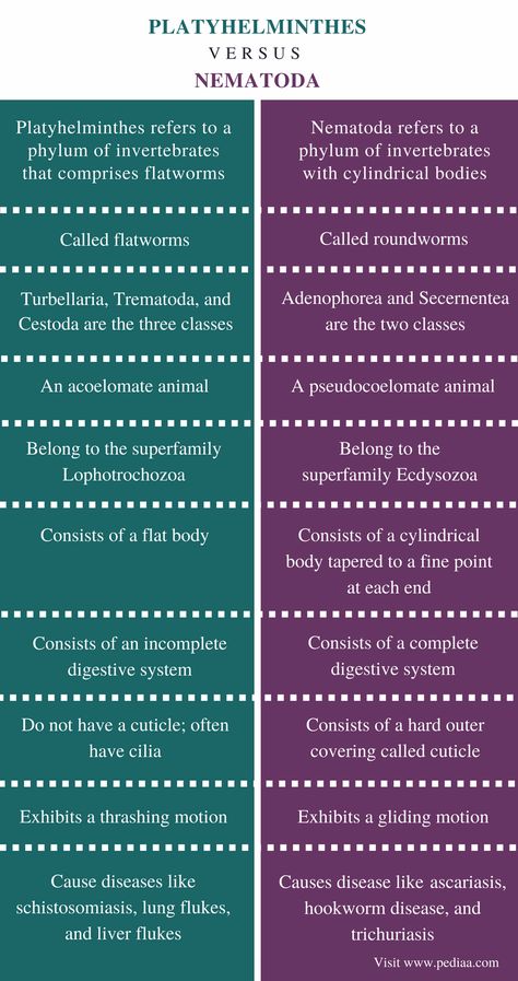 Difference Between Platyhelminthes and Nematoda |Definition, Characteristics, Classification, Similarities and Differences Phylum Platyhelminthes Notes, Platyhelminthes Notes, Phylum Notes, Phylum Platyhelminthes, Human Heart Anatomy, Excretory System, Heart Anatomy, Study Tips For Students, 8th Grade Science