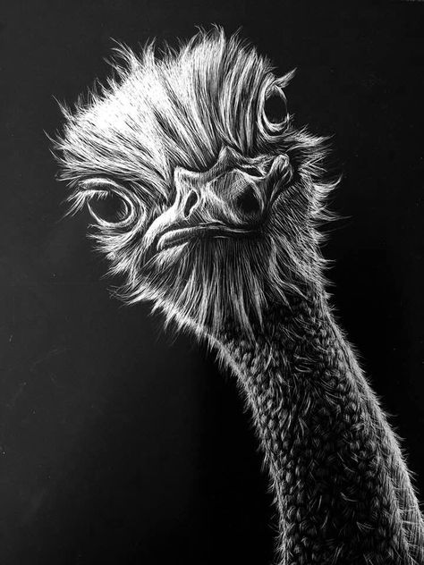 Animal Drawings On Black Paper, White Chalk Art On Black Paper, Scratch Board Ideas, Black Paper Art Ideas Easy, Scratchboard Art Ideas, White Drawing On Black Paper, Pencil Drawing On Black Paper, Scratch Board Art, Scratch Art Ideas