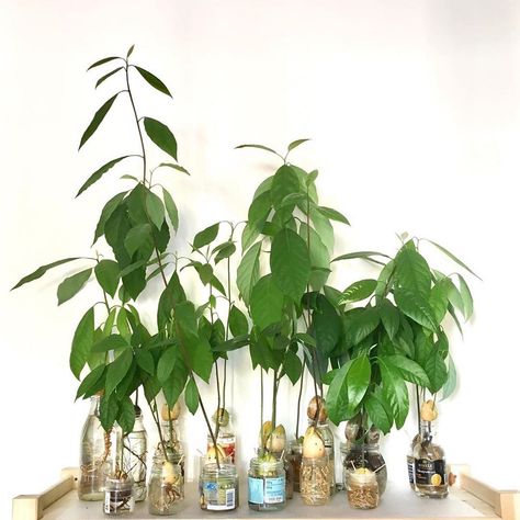 Plants Corner, Avocado Plant, Avocado Seed, Plant Vase, House Plant, Plant Lady, Indoor Plants, How Many, House Plants