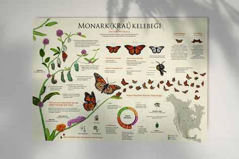 MONARCH BUTTERFLY Infographic Design Monarch Butterfly Infographic, Butterfly Graphic Design Poster, Butterfly Infographic, Renew Clothes, Monarch Butterfly Facts, Butterfly Information, Butterfly Facts, Illustration Infographic, Butterfly Habitat