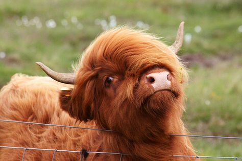 Cow, Hair