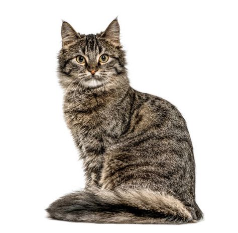 Photo Cat, Cat Sitting, Cat Photo, High Res, Stock Photography, Getty Images, Kitty, Stock Photos, Animals