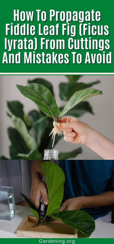 Propagate Fiddle Leaf Fig, Diy Compost, Fiddle Fig, Ficus Lyrata, Plant Diseases, Edible Landscaping, Houseplants Indoor, Fig Leaves, Fiddle Leaf