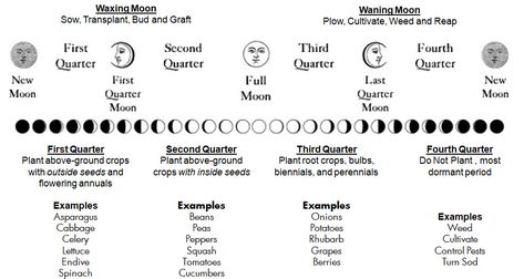 What is Moon Planting? – Tar2Trees Planting By The Moon Phases, Lunar Gardening, Biodynamic Garden, Moon Gardening, Biodynamic Gardening, Moon Frame, Moon Plant, Food Forest Garden, The Phases Of The Moon