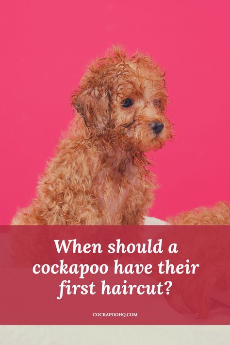 At what age should your cockapoo have its first hair cut? Cockapoo Grooming Styles, Cockapoo Haircut Styles, Cockapoo Haircut, Toy Cockapoo, Cockapoo Grooming, Brown Cockapoo, Mini Cockapoo, Puppy Haircut, Grooming Hacks