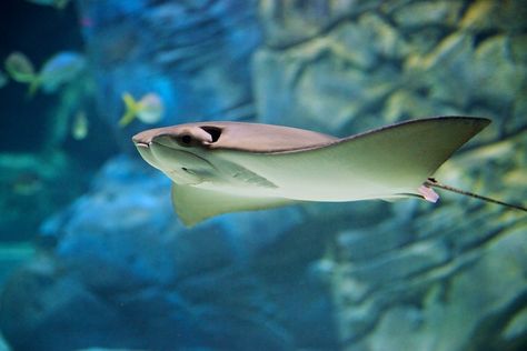 All sizes | cownose ray | Flickr - Photo Sharing! Cow Nose Ray, Cownose Ray, Cow Nose, 2025 Vision, Marine Mammals, A Cow, 2 Photos, Mammals, Fish Pet