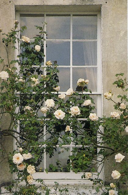 Not my picture Roses Growing, Ivy House, Babies Breath, Climbing Roses, White Gardens, Rose Cottage, Shabby Vintage, Futurism, Doors And Windows