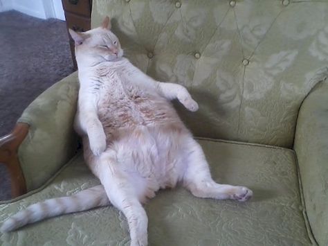 Chez les chats aussi, l'obésité est un problème, voici 20 chats très gros mais qui assument Cats Weird, Clean Funny Memes, Life With Cats, Fat Dogs, Funny Clean, Clean Funny, Cat City, Cute And Funny Animals, Funny Animal Photos