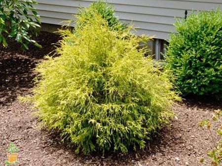 Gold Mop Cypress