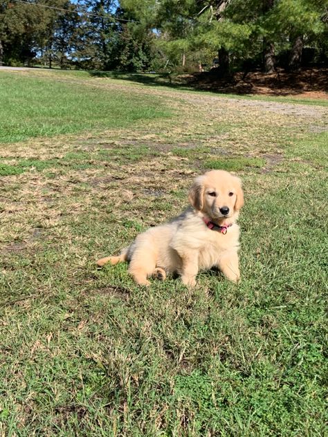 American Golden Retriever Puppy, Golden Retriever Female, American Golden Retriever, Female Golden Retriever, Puppy Fever, Golden Retriever Puppy, Retriever Puppy, Golden Retrievers, Beach Aesthetic